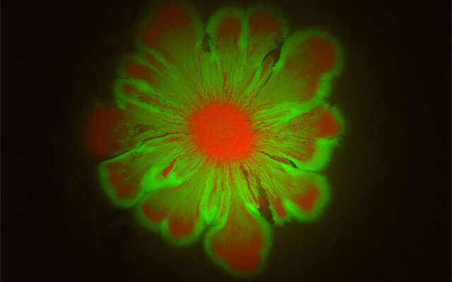 Surprising beauty found in bacterial cultures