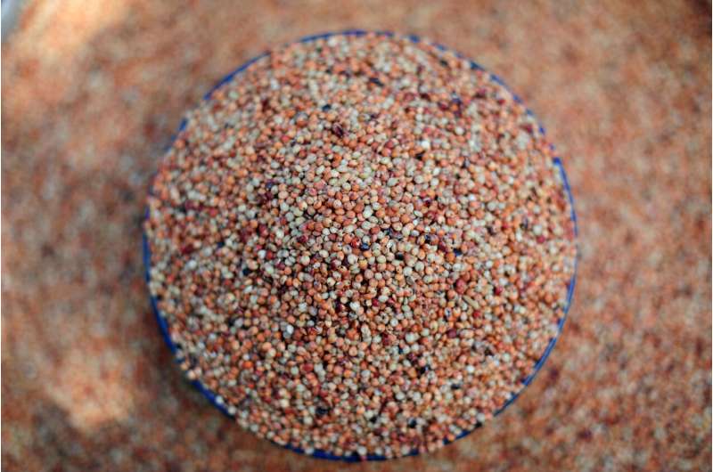 Surprising trove of sorghum diversity discovered in Australia -- but it's disappearing fast