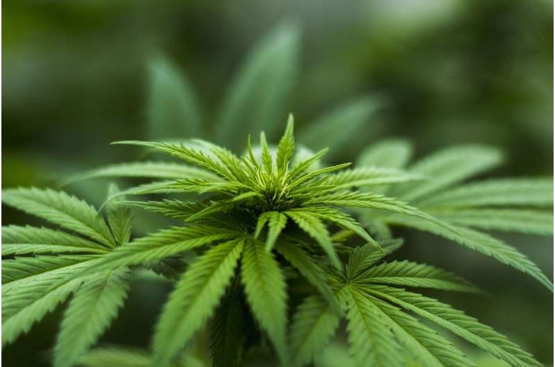Survey results reveal Australian usage of medicinal cannabis for inflammatory bowel disease