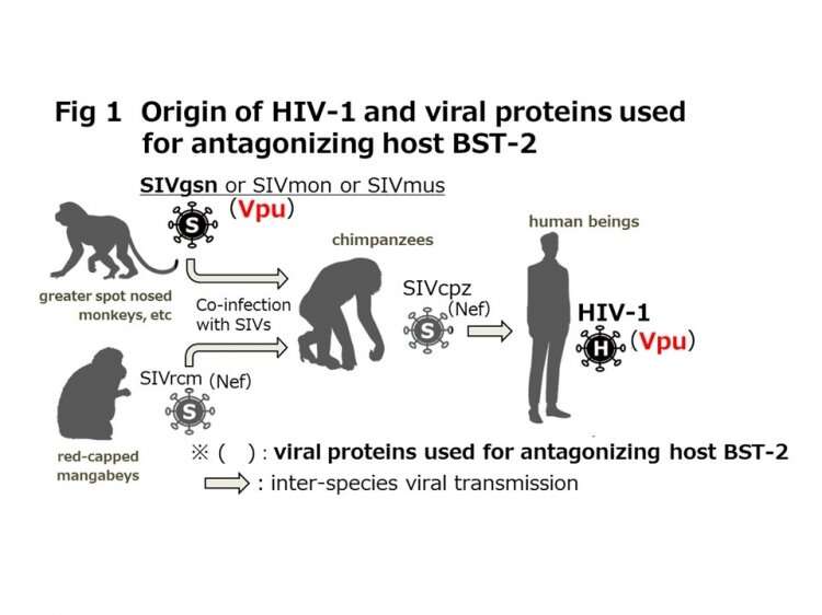 Survival of the fittest: How primate immunodeficiency viruses are evolving