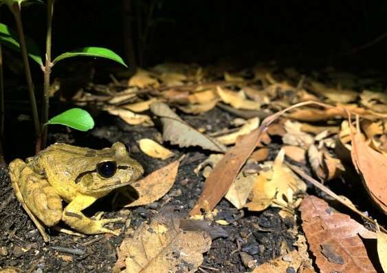 Surviving the flames: citizen scientists reveal frogs’ initial response to ‘black summer’ bushfires