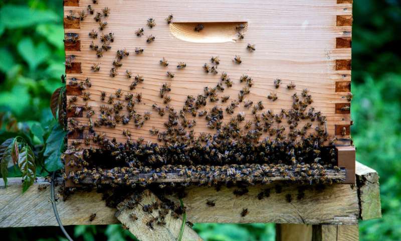Sustainable honey for food and forests &#8211; A beekeeper’s story