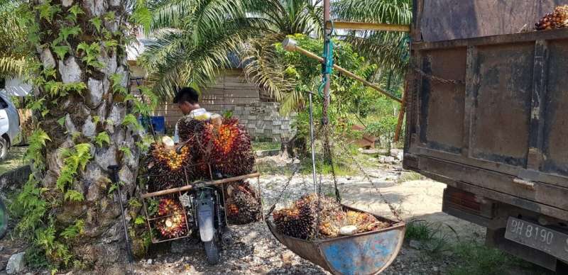 Sustainable palm oil? How environmental protection and poverty reduction can be reconciled