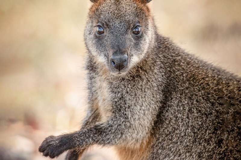 Swamp wallabies conceive new embryo before birth -- a unique reproductive strategy
