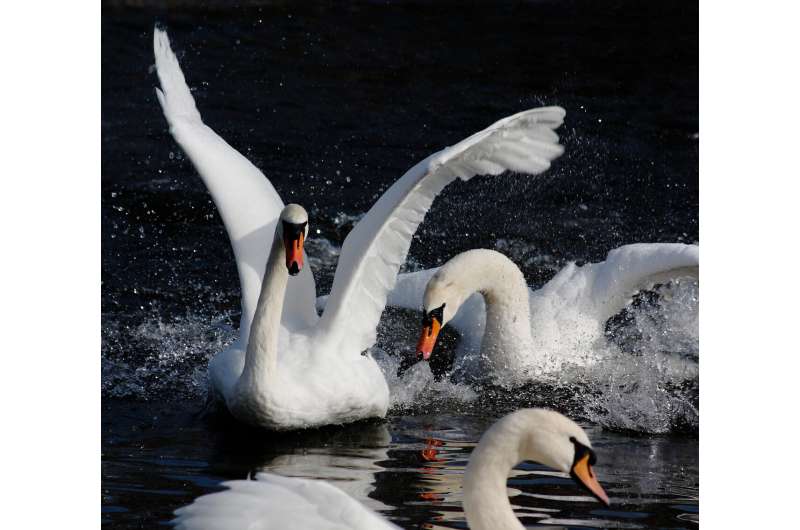 Swans reserve aggression for each other
