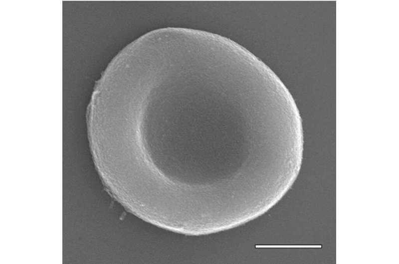 Synthetic red blood cells mimic natural ones, and have new abilities