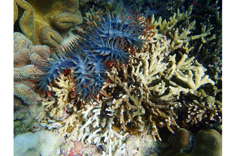 Tackling coral reefs’ thorny problem