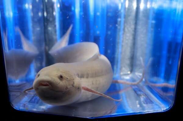 Tail regeneration in lungfish provides insight into evolution of limb regrowth