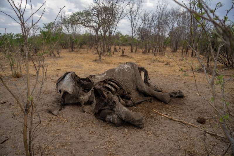 Taken on November 12, 2019 it shows the carcass of an elephant that succumbed to drought in the Hwange National Park, in Zimbabw