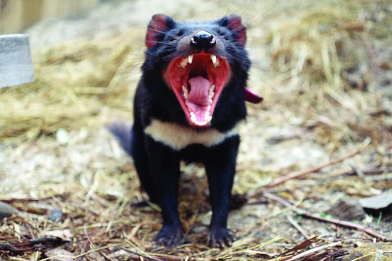 Tasmanian devil research offers new insights for tackling cancer in humans