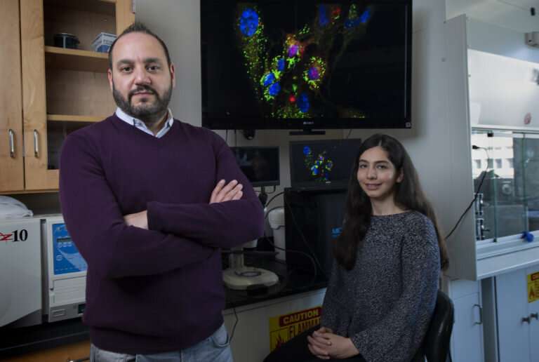Team demonstrates ability to supercharge cells with mitochondrial transplantation