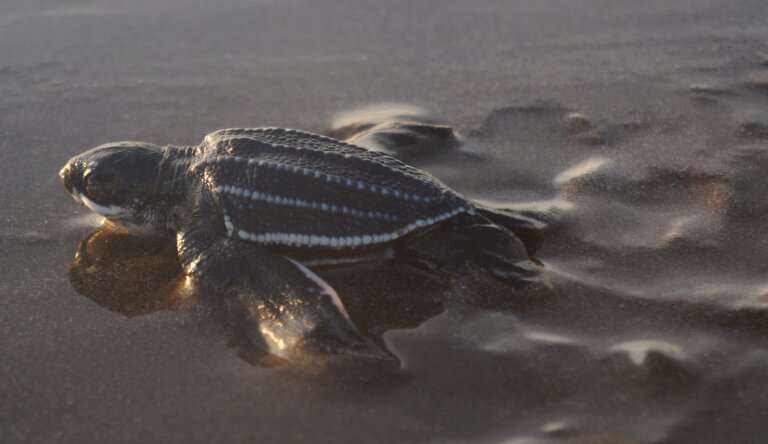 Ten years to save world’s most threatened sea turtle population