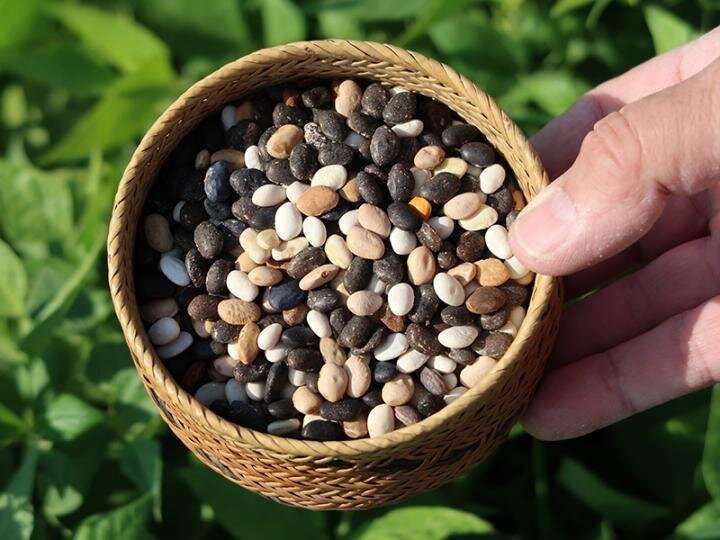 Tepary beans -- a versatile and sustainable native crop