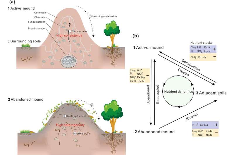 Termite mounds of Odontotermes create "Islands of fertility"