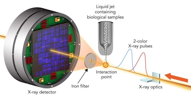 Testing how accurately X-ray lasers can measure the inner workings of biological molecules