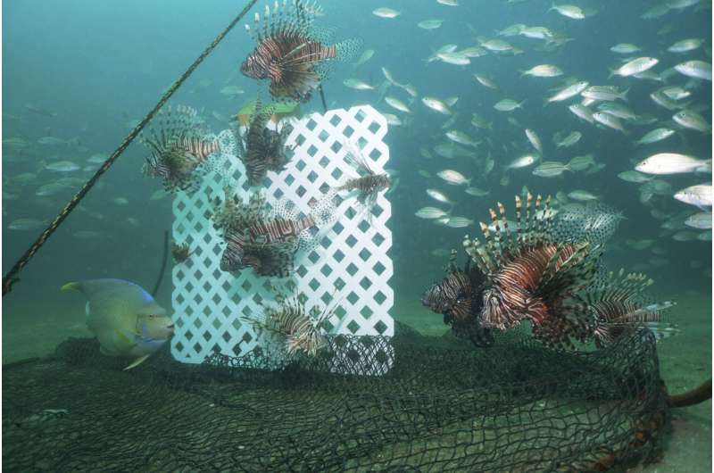 Testing traps to control lovely but destructive lionfish