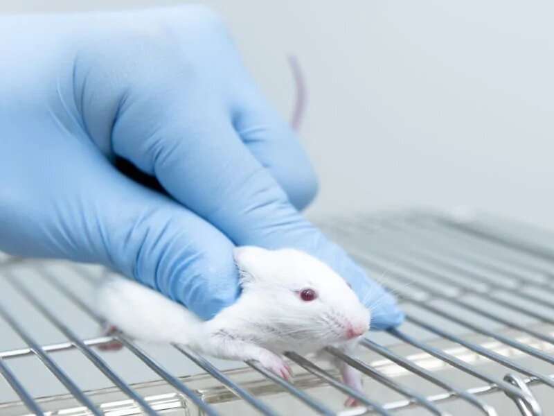 Test vaccine elicits strong ab response to SARS-CoV-2 in mice