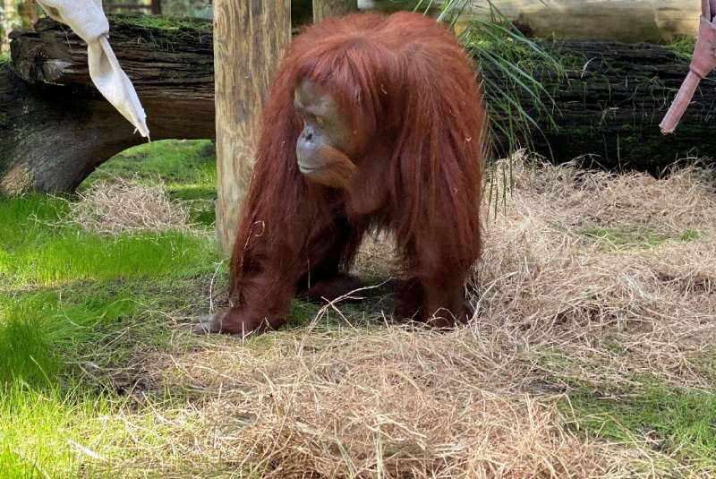 The 33-year-old orangutan Sandra joined the Florida retirement community after a court in Argentina declared her a 'non-human pe