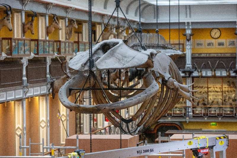 The 65-foot (20-metre) skeleton of a fin whale - the second largest species on the planet after the blue whale - has towered ove
