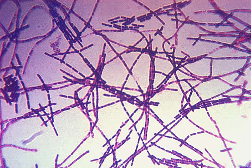 The adaptable anthrax bacterium