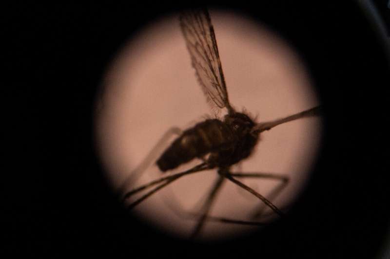 The Anopheles gambiae group of mosquito species are currently the main drivers of malaria's spread in Africa
