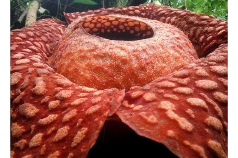 The bloom of the giant Rafflesia tuan-mudae only lasts about one week before it withers and rots