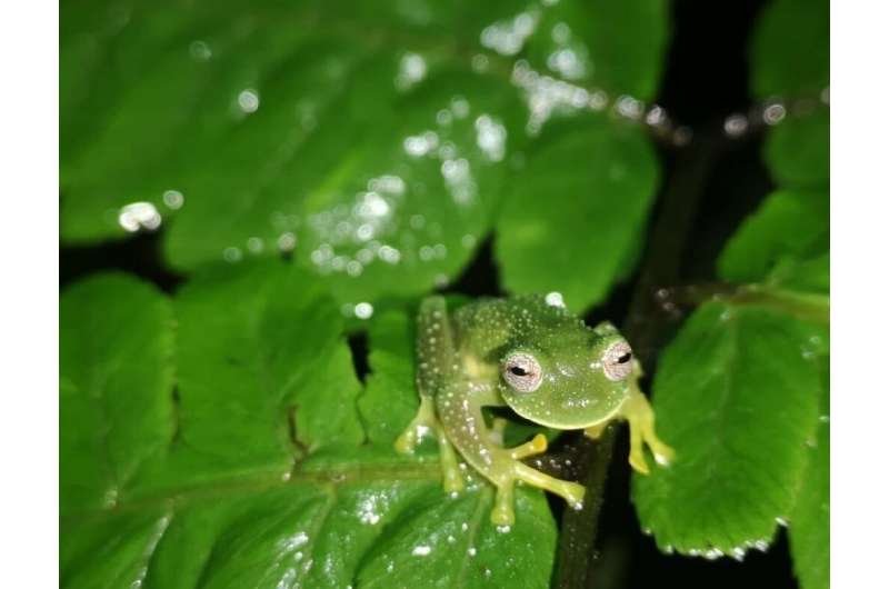 The Bolivian Cochran frog is a species of glass frog native to Bolivia and notable for its transparent belly
