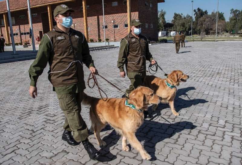 The canine trainees began their education one month ago, and will use sweat samples taken from COVID-19 patients being treated a