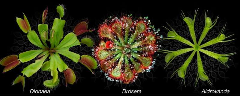 The carnivorous plant lifestyle is gene costly