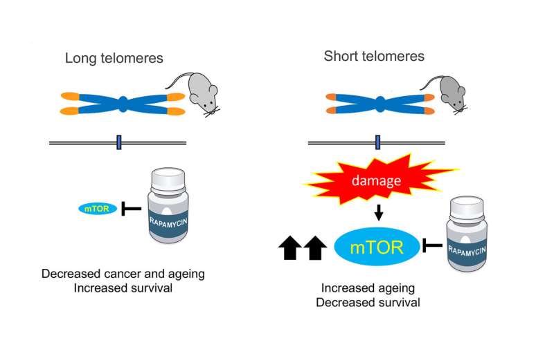 The CNIO discovers that rapamycin has harmful effects when telomeres are short