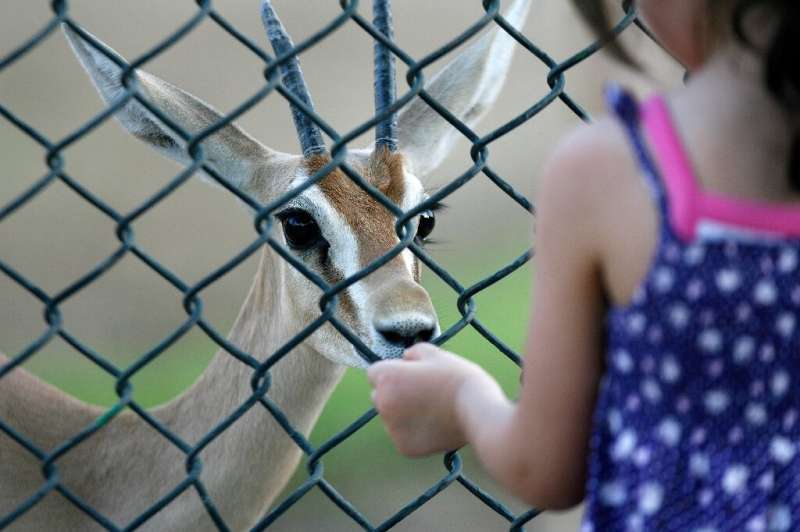 The dorcas gazelle, seen here at a zoo in Kuwait, is hunted for its meat in the Sahara