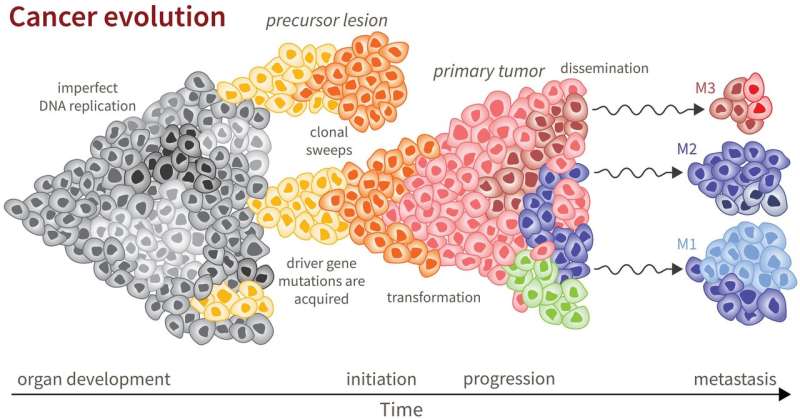 The evolution of a tumor