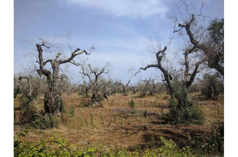 The fight to save Europe’s olive trees from disease