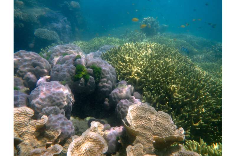 The future is now: Long-term research shows ocean acidification ramping up on the Great Barrier Reef