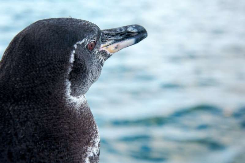 The Galapagos penguin is one of the smallest species of penguins in the world