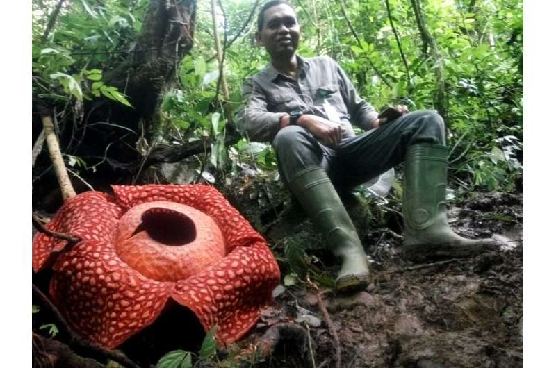 The giant Rafflesia tuan-mudae grows in several Southeast Asian countries