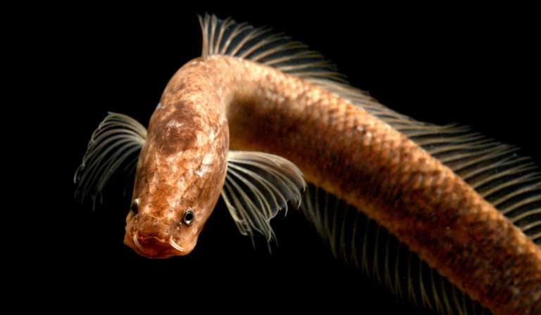The Gollum snakehead gets its own fish family
