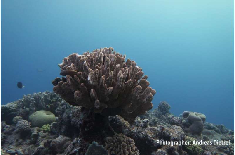 The Great Barrier Reef has lost half its corals