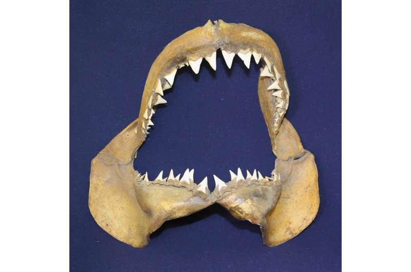 The Great White Shark and the Mediterranean: a 3.2 mln years long history