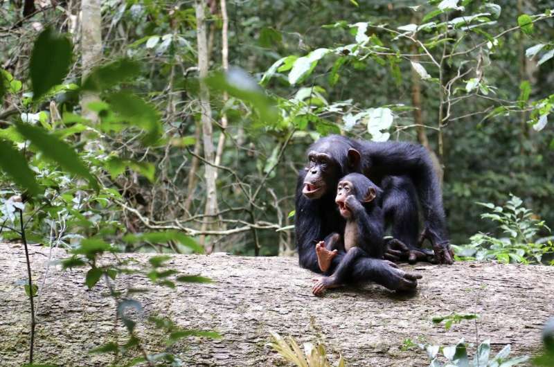 The growing pains of orphan chimpanzees