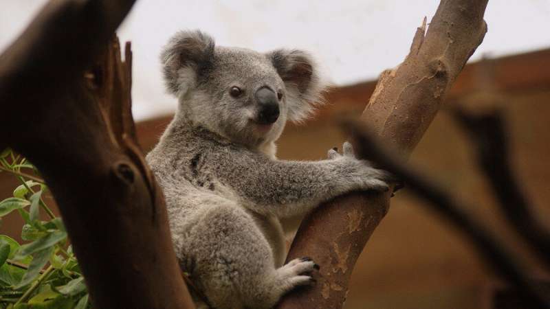 The heat is on for Australia’s beloved marsupials&nbsp;&raquo;