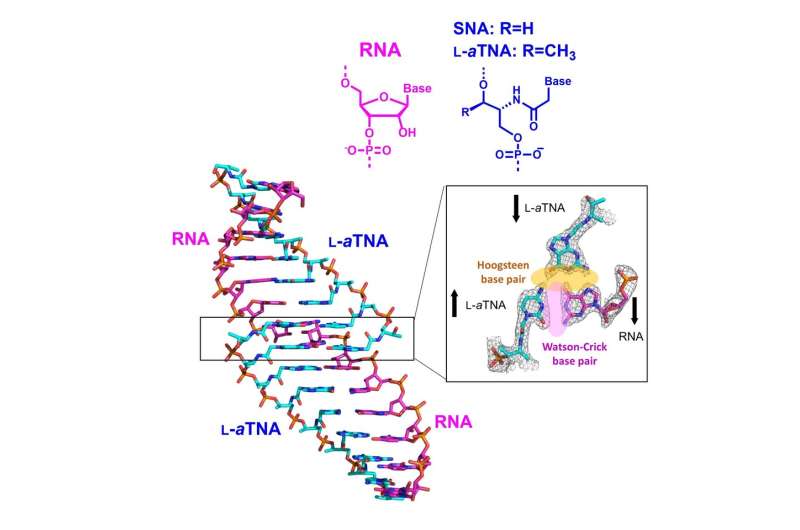The helix of life: new study shows how RNA stably binds to artificial nucleic acids