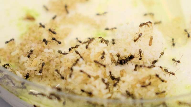 The invasive Argentine ant has seasonal viruses