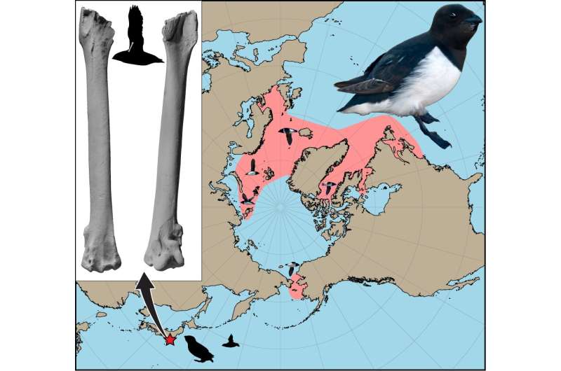 The little auks that lived in the Pacific