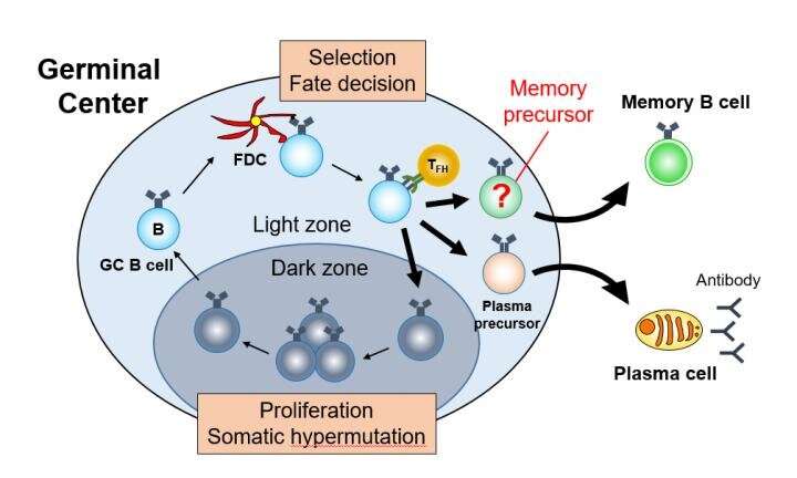 记忆B细胞的形成和长期免疫反应