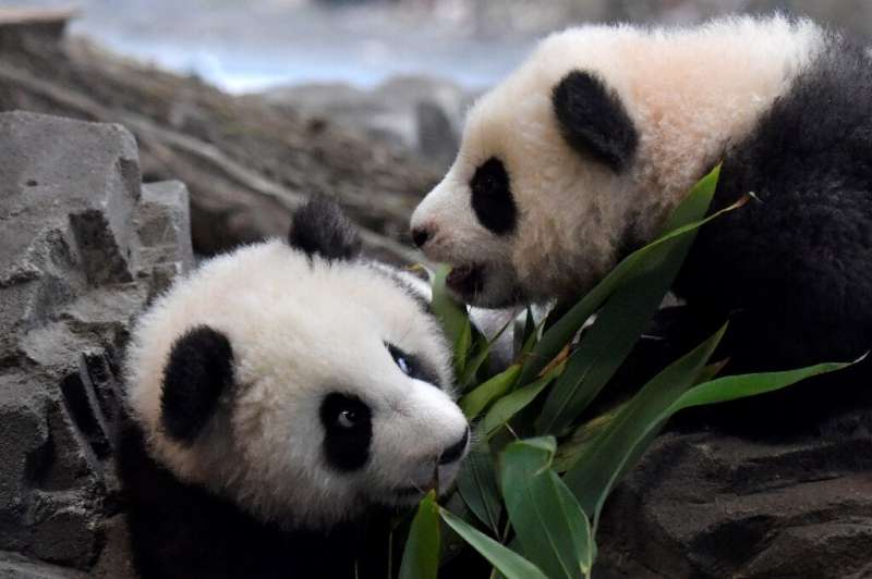 The male panda cubs are five months old and their names mean &quot;long-awaited dream&quot; and &quot;dream come true&quot;