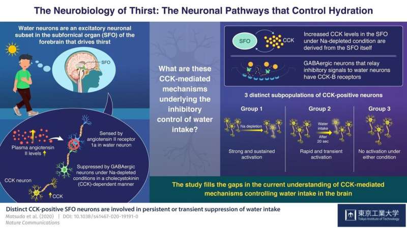 The neurobiology of thirst: The neural mechanisms that control hydration