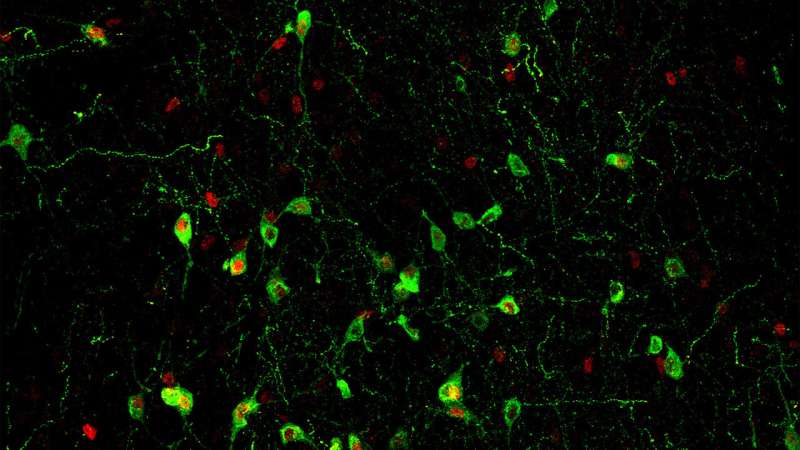 The neurons that connect stress, insomnia, and the immune system