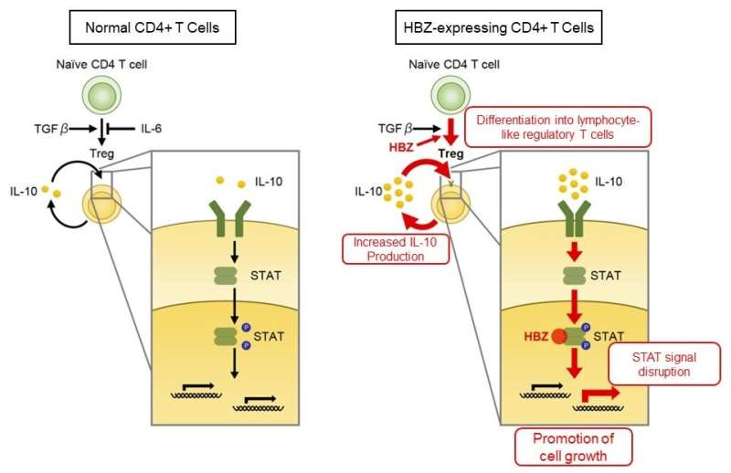 The novel mechanisms for inflammation and cancer induced by HTLV-1