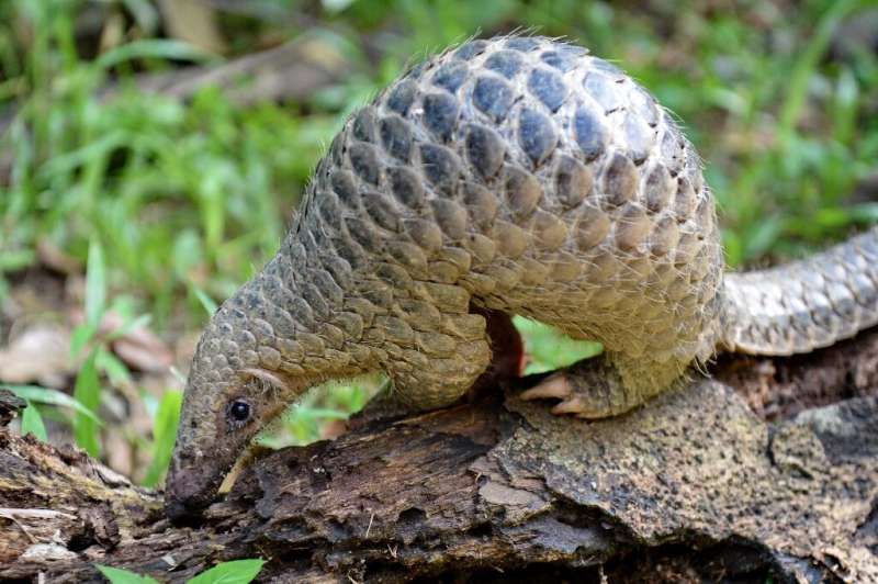 The pangolin is the world's most heavily trafficked mammal